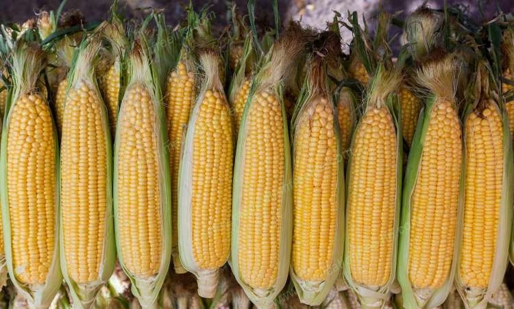 diet to fight corona daringly