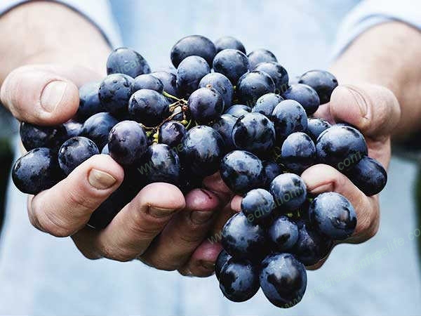 guaranteed and assured cure and treatment of diabetes