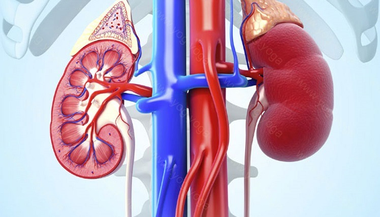 Kidney Disease Cure and Treatment in Ozhukarai Puducherry