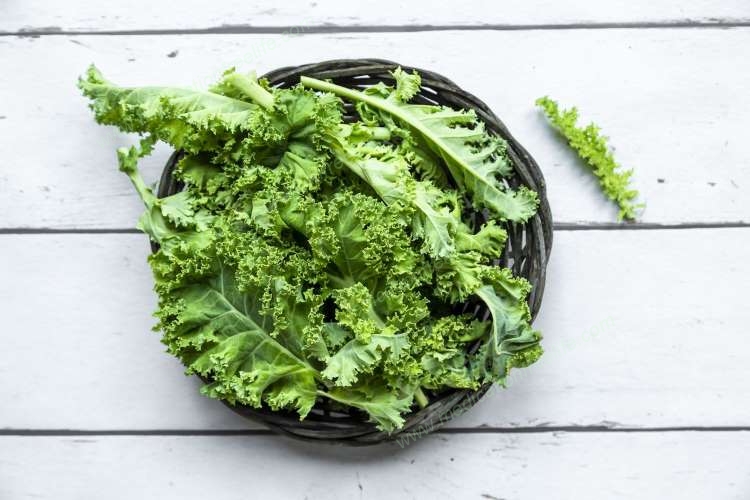 sure shot cure and treatment of obesity