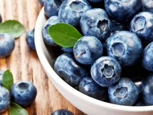 sure shot cure and treatment of obesity