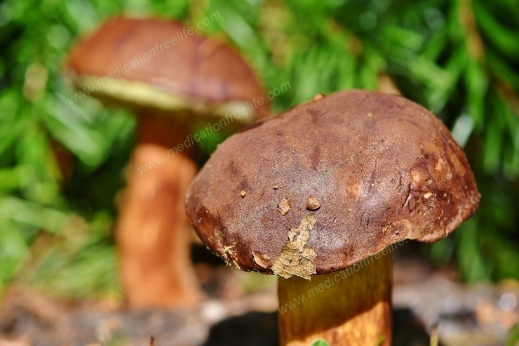 sure shot cure and treatment of obesity