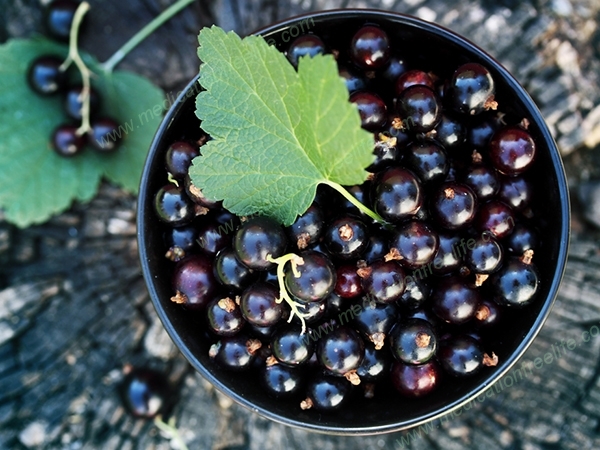 sure shot cure and treatment of obesity