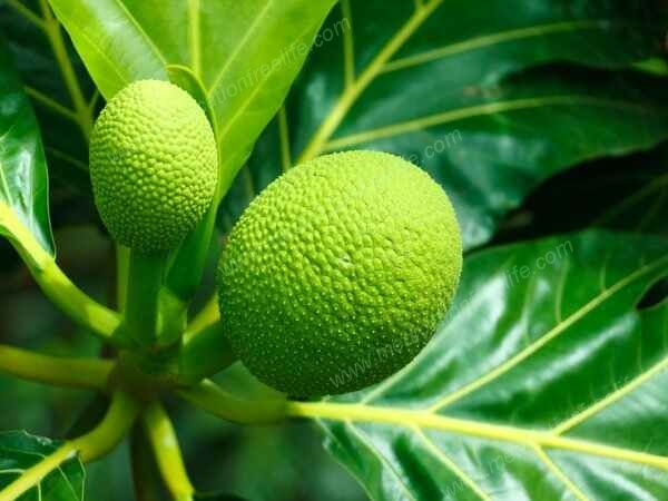 sure shot cure and treatment of obesity